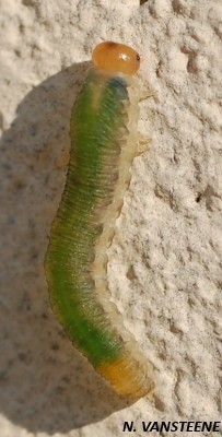 Tenthrède larve